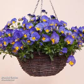 Pansy Coolwave Blue Skies