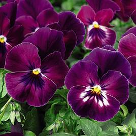 Pansy Plants - Cool Wave Raspberry