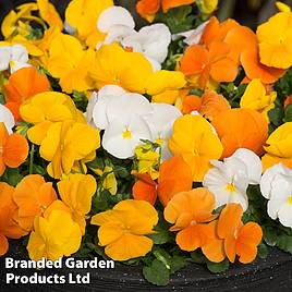 Pansy Matrix™ Daffodil Mixed