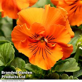 Pansy Frizzle Sizzle Orange