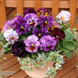Pansy Moulin Rouge F1 - Seeds