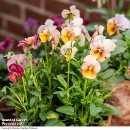 Pansy Antique Shades