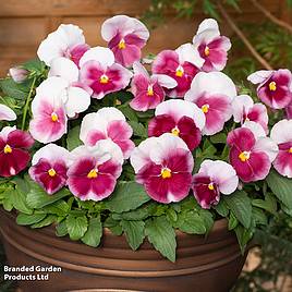 Pansy Raspberry Blush
