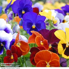 Pansy RHS Winning Formula