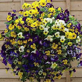 Pansy Waterfall Mix