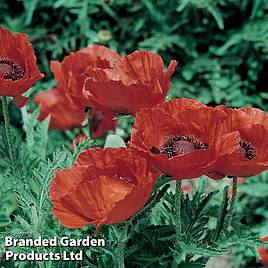 Poppy Allegro