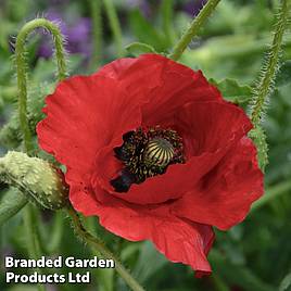 Poppy Brilliant