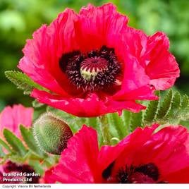 Poppy Watermelon