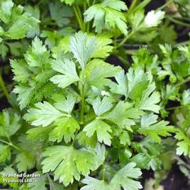 Parsley Plain Leaved 2 - Seeds