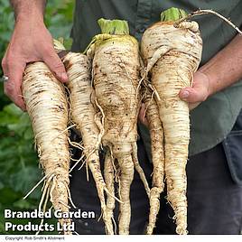 Parsnip Sabre F1 - Seeds