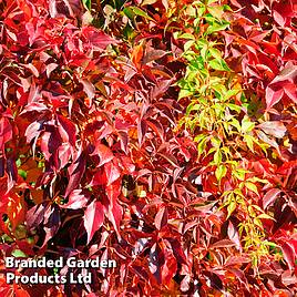 Parthenocissus quinquefolia Engelmannii