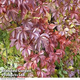 Parthenocissus quinquefolia Troki Red Wall