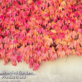 Parthenocissus tricuspidata Veitchii
