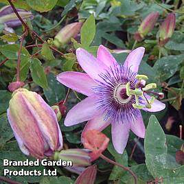 Passiflora (Passion Flower) Lavender Lady