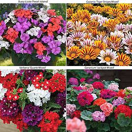 Patio Container Collection with Suttons Seeds