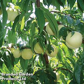 Peach Ice Peach (Dwarf Patio Peach)