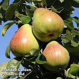 Pear Onward