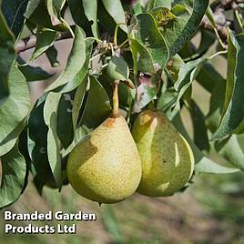 Pear Beth