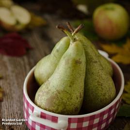 Pear Concorde