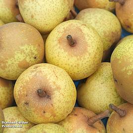 Pear Petite Poire