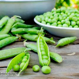 Pea Ambassador - Organic Seeds
