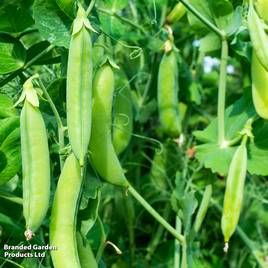Pea Douce Provence