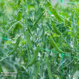 Pea Flovert (Petit Pois) - Seeds
