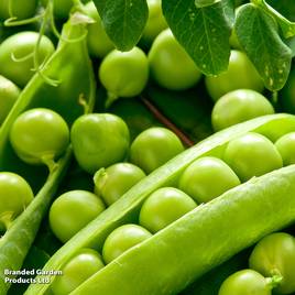 Pea Ambassador (Maincrop)