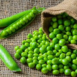 Pea Mr Big - Seeds