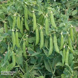 Pea Sugar Force (Mangetout) - Seeds