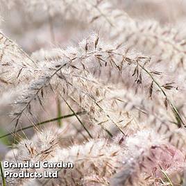 Pennisetum orientale Dance with Me