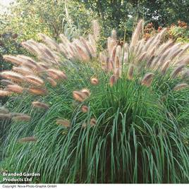 Pennisetum alopecuroides Moudry