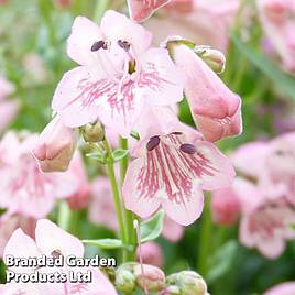 Penstemon Pink Bedder