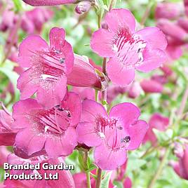 Penstemon Purple Bedder