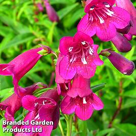 Penstemon Blackbird