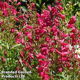 Penstemon Garnet