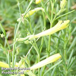 Penstemon pinifolius Mersea Yellow