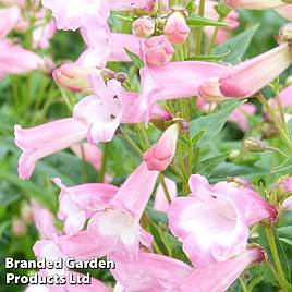 Penstemon Osprey