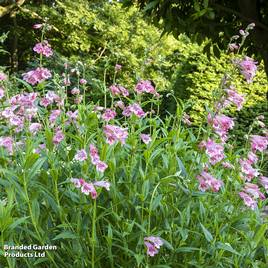 Penstemon Strawberries & Cream