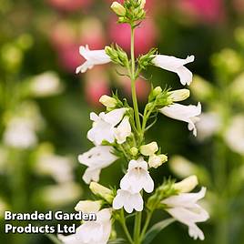 Penstemon Pensham Wedding Day