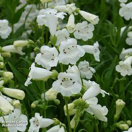 Penstemon White Bedder