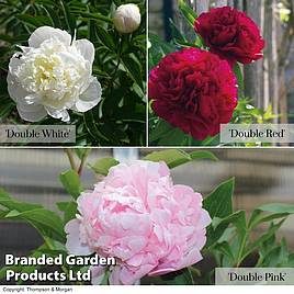 Peony Double Collection