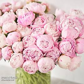 Peony Angel Cheeks
