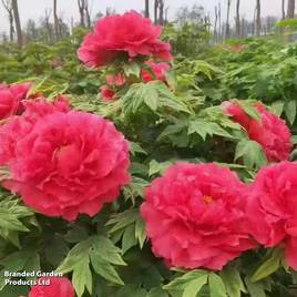 Tree Peony Asahi-minato