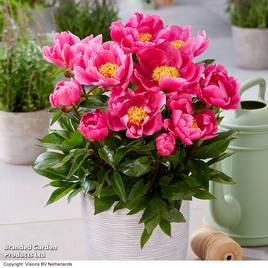 Peony Athens (Patio Peony)