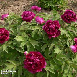 Tree Peony Bai Yuan Hong Xia