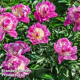 Peony Bowl of Beauty