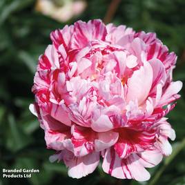 Peony Candy Stripe