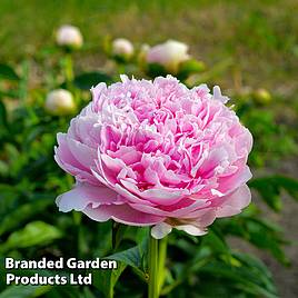 Peony Dinner Plate