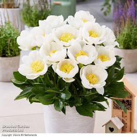 Peony Dublin (Patio Peony)